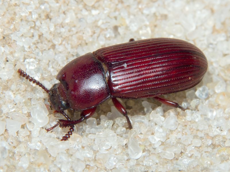 Uloma culinaris (Linnaeus, 1758)